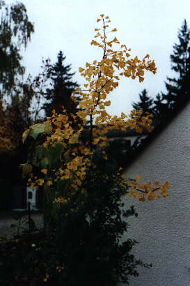 Herbstlaub