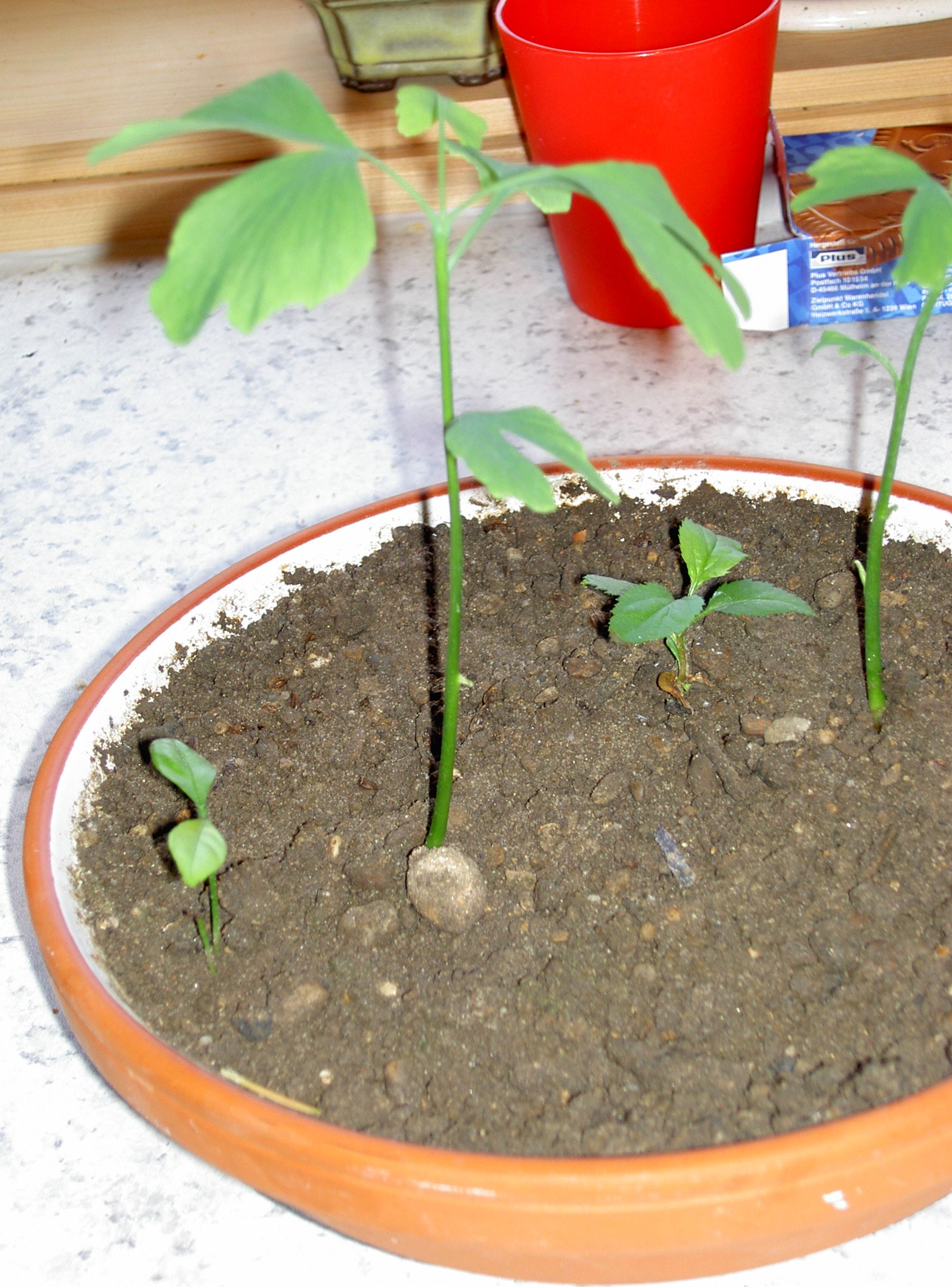 Ginkgokeimling 58