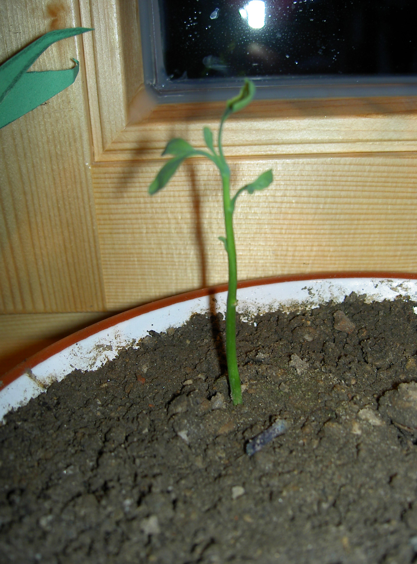 Ginkgokeimling 4