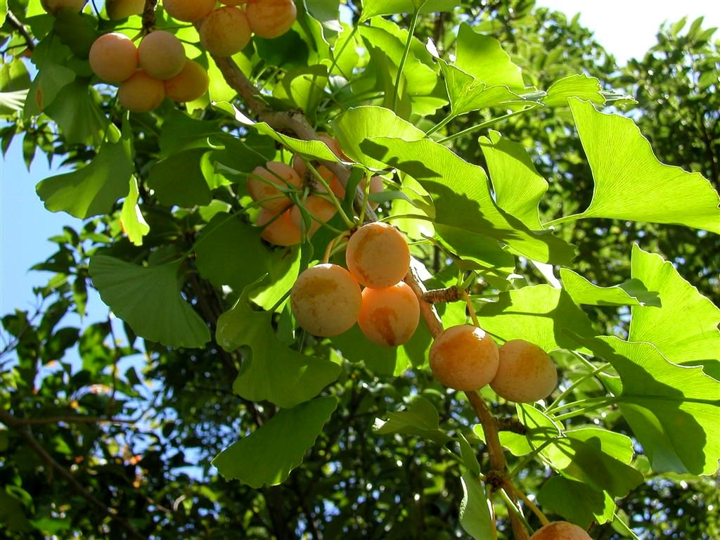 Gingkofrüchte am Baum