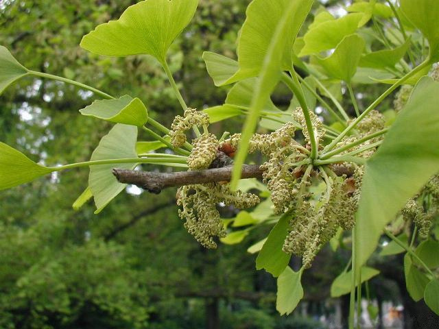 Ginkgo Blüte (männlich)