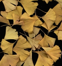 Ginkgo-Bild-Blatt