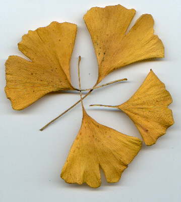 Ginkgo-Bild-Blatt