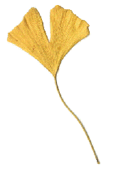 Ginkgopage